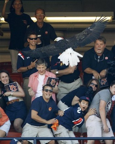Auburn Eagle 2