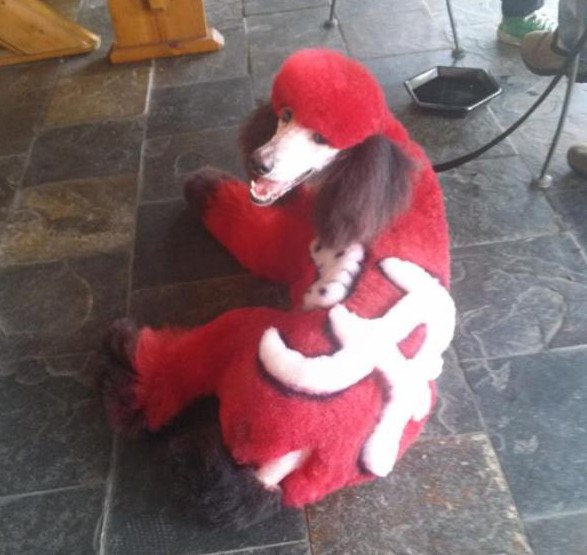 alabama-poodle