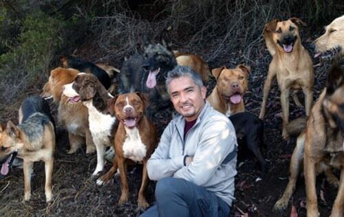 Sochi Dogs
